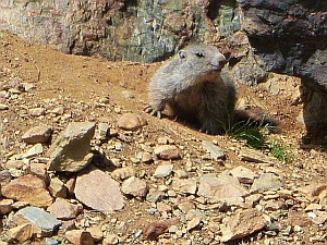 Murmeltier meditiert auch?